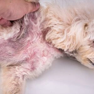 43